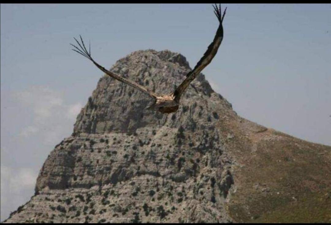 منزل الضيف Paránimfoi  في Wooden House At The Mountain-Private المظهر الخارجي الصورة